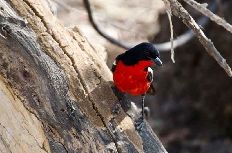 Crimson-Breasted Shrike - reserva de animales Mahango - Namibia.jpg